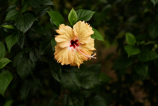 flower_0072_l