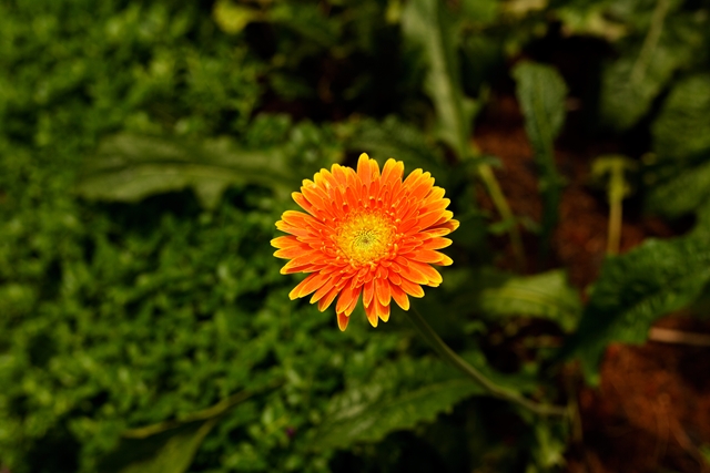 flower_0146_l