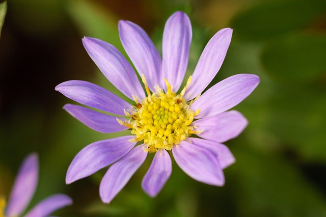 flower_0148_l