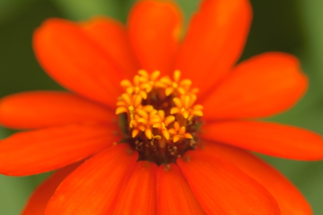 flower_0153_l