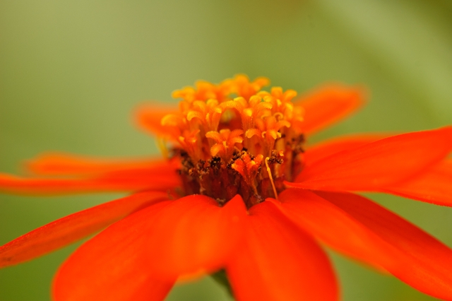 flower_0154_l