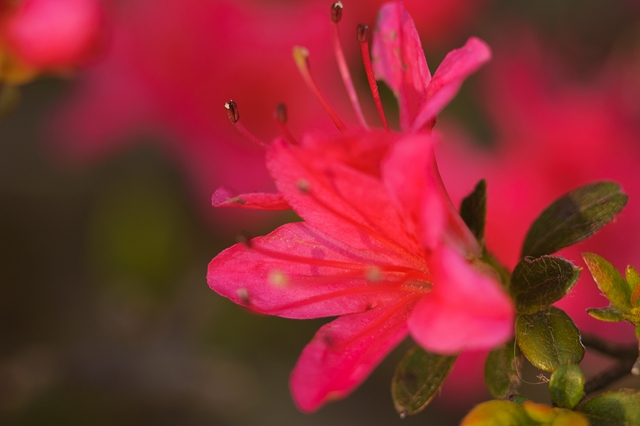 flower_0160_l