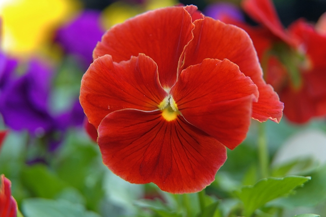 flower_0168_l