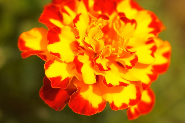 flower_0182_l