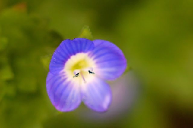 flower_0183_l