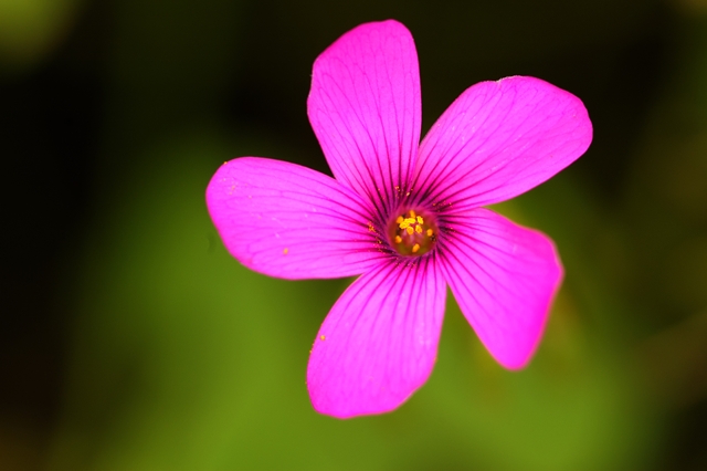 flower_0202_l