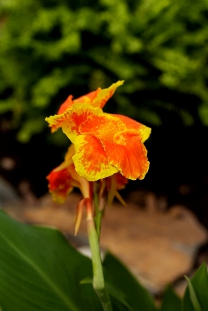 flower_0236_l