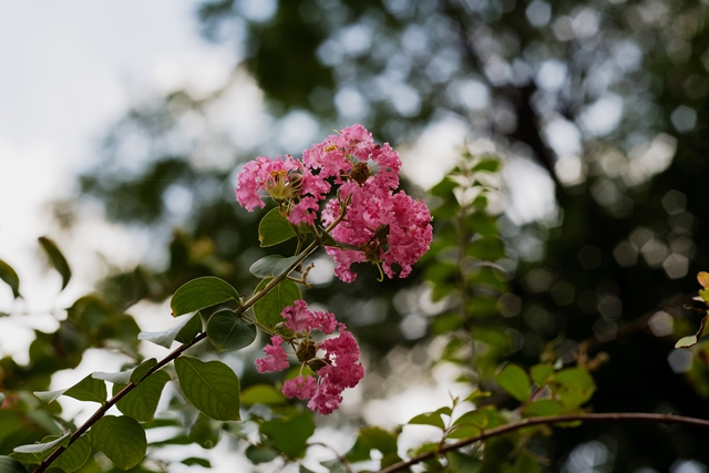 flower_0237_l