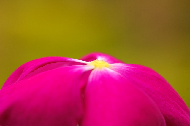 flower_0252_l